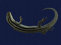 藏品(麗紋石龍子)的圖片